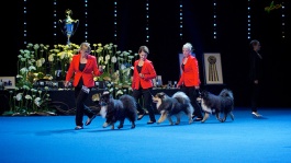 Kennel Peikkovuoren was BOB-breeder at World Dog Show Helsinki 2014 over fifty entried Finnish Lapphund breeders